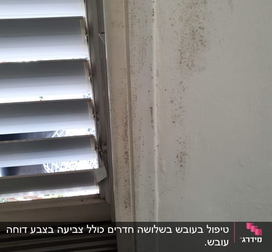 קיר עם סימני עובש ליד חלון עם תריסים